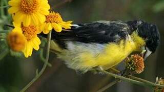 Lesser Goldfinch