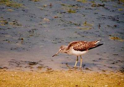 Common Greenshank