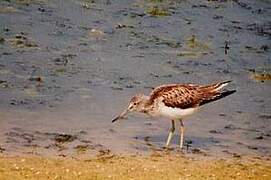 Common Greenshank