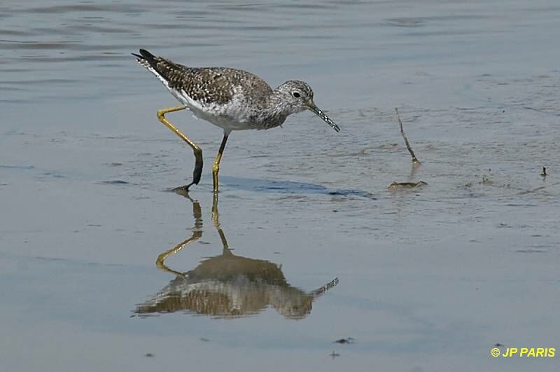 Greater Yellowlegs