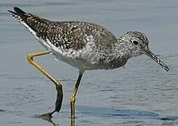 Greater Yellowlegs