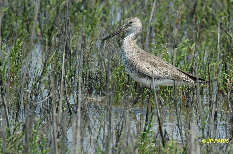 Willet