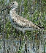 Willet