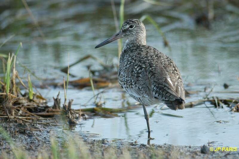 Willet