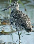 Willet