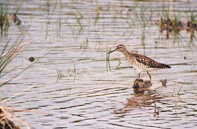 Wood Sandpiper