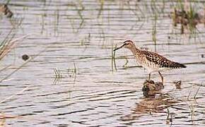 Wood Sandpiper