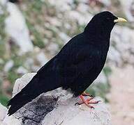 Alpine Chough