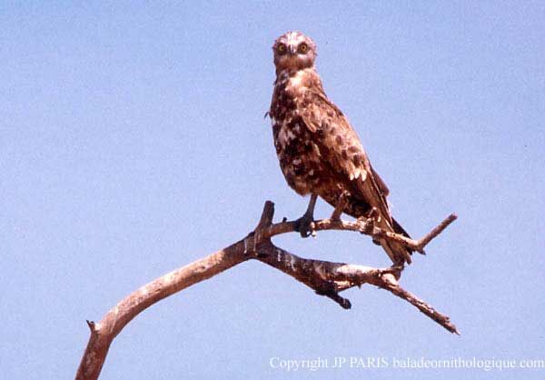 Black-chested Snake Eagle