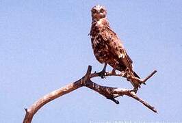 Black-chested Snake Eagle