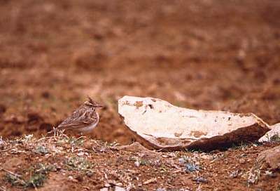 Crested Lark