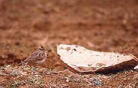 Crested Lark