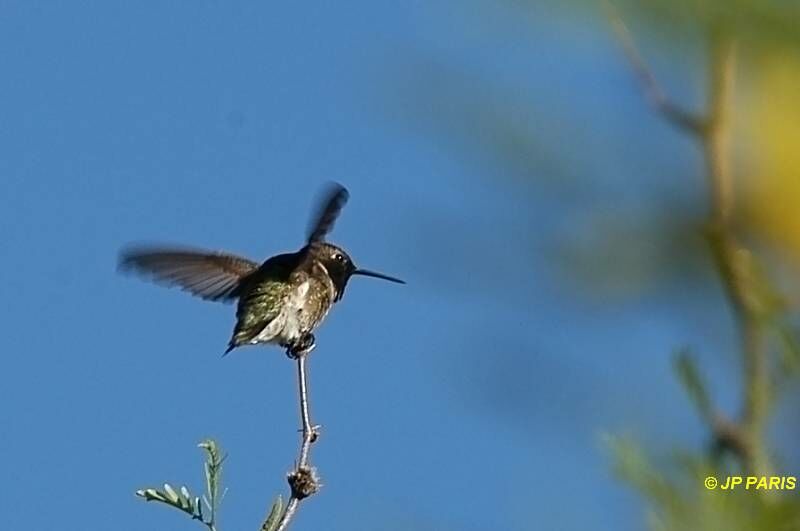 Black-chinned Hummingbird