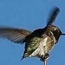 Colibri à gorge noire