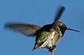 Black-chinned Hummingbird