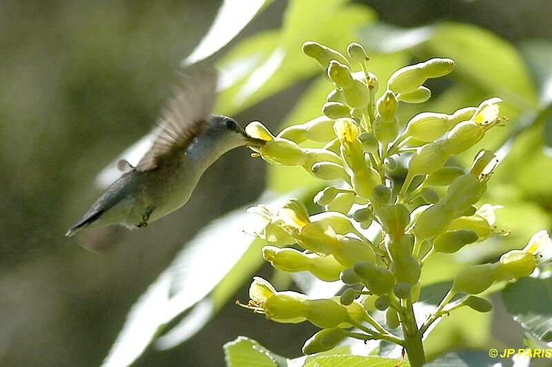 Colibri à gorge noire