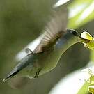 Colibri à gorge noire