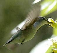 Black-chinned Hummingbird