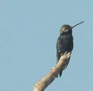 Blue-tufted Starthroat