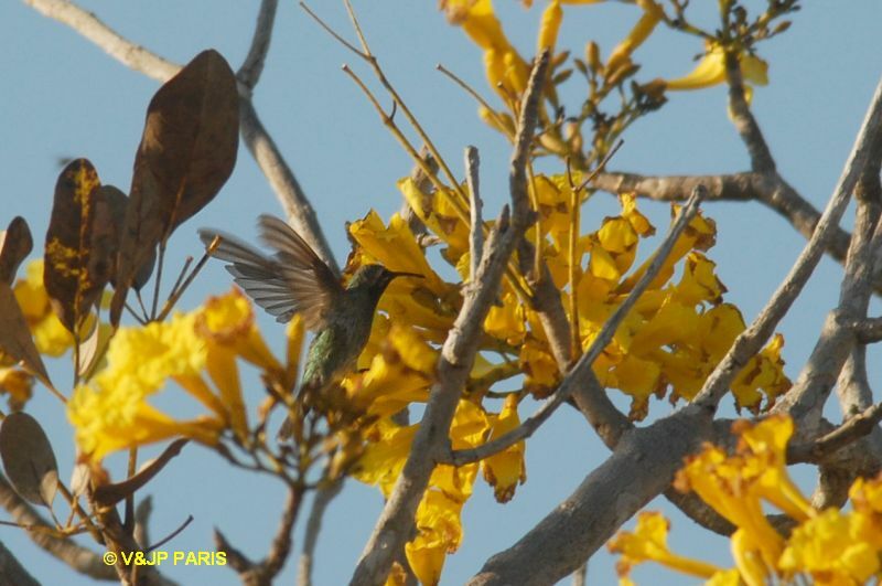 White-tailed Goldenthroat, identification