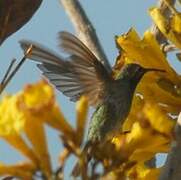 White-tailed Goldenthroat