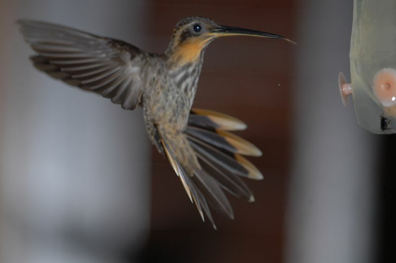 Saw-billed Hermit, Flight