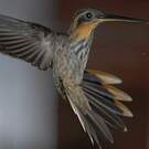 Colibri tacheté