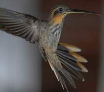 Saw-billed Hermit