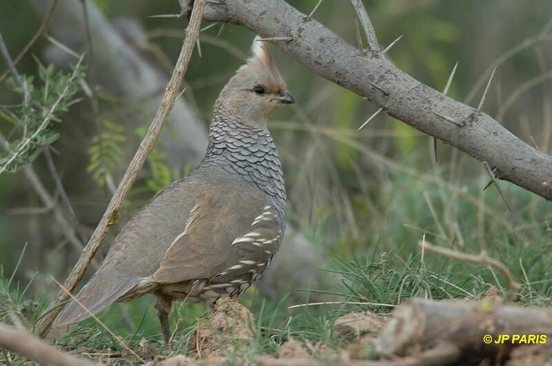 Scaled Quail