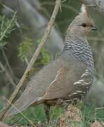 Scaled Quail