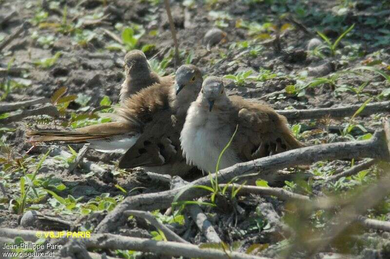 Long-tailed Ground Dove, Behaviour