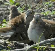 Long-tailed Ground Dove