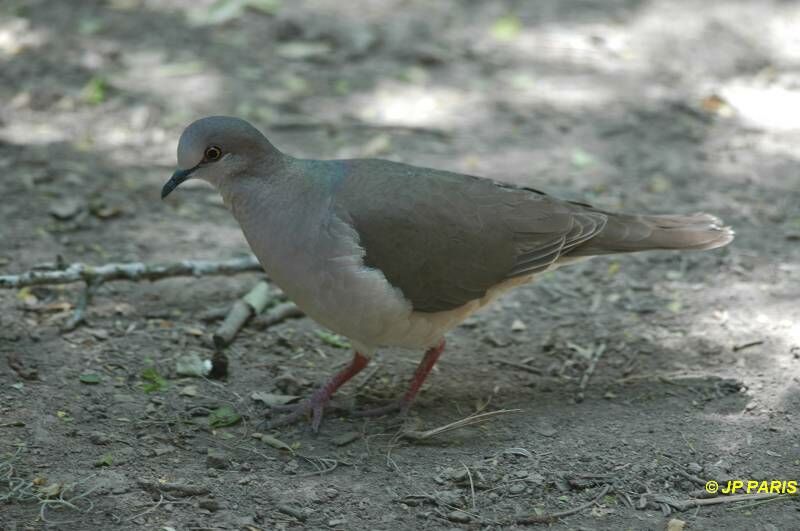 White-tipped Dove