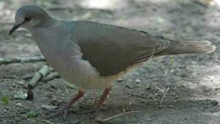 White-tipped Dove