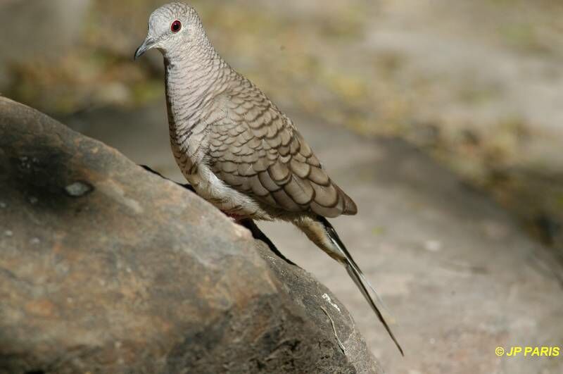 Inca Dove