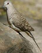 Inca Dove