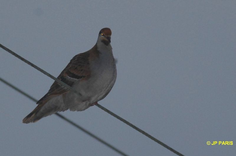 Brush Bronzewing