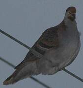 Brush Bronzewing