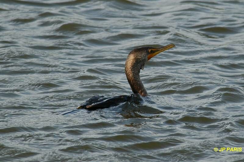 Cormoran à aigrettes