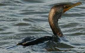 Cormoran à aigrettes