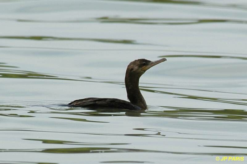 Neotropic Cormorant