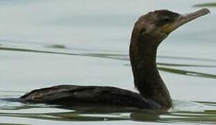 Neotropic Cormorant