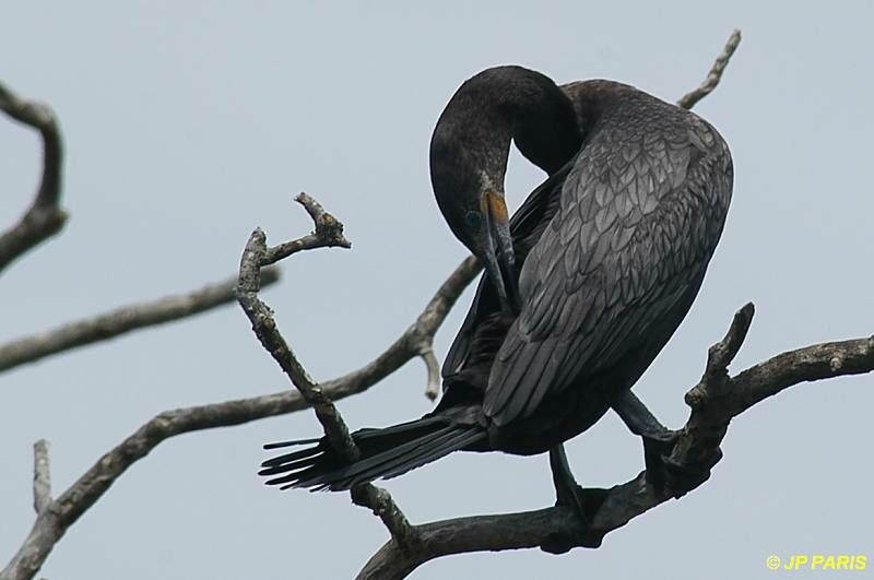 Neotropic Cormorant