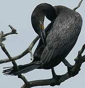 Neotropic Cormorant