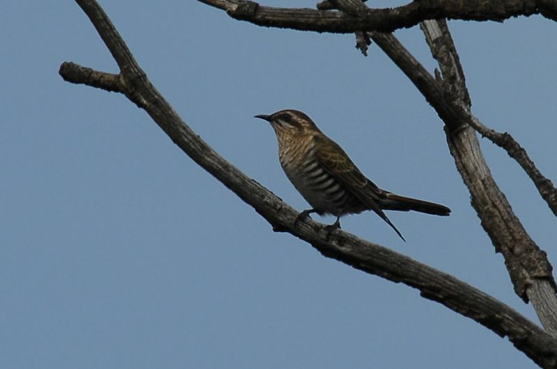 Horsfield's Bronze Cuckoo, identification