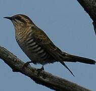 Horsfield's Bronze Cuckoo