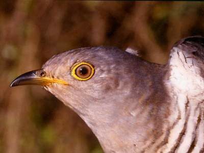 Common Cuckoo