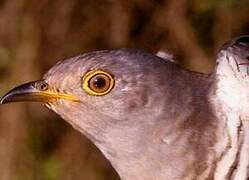 Common Cuckoo