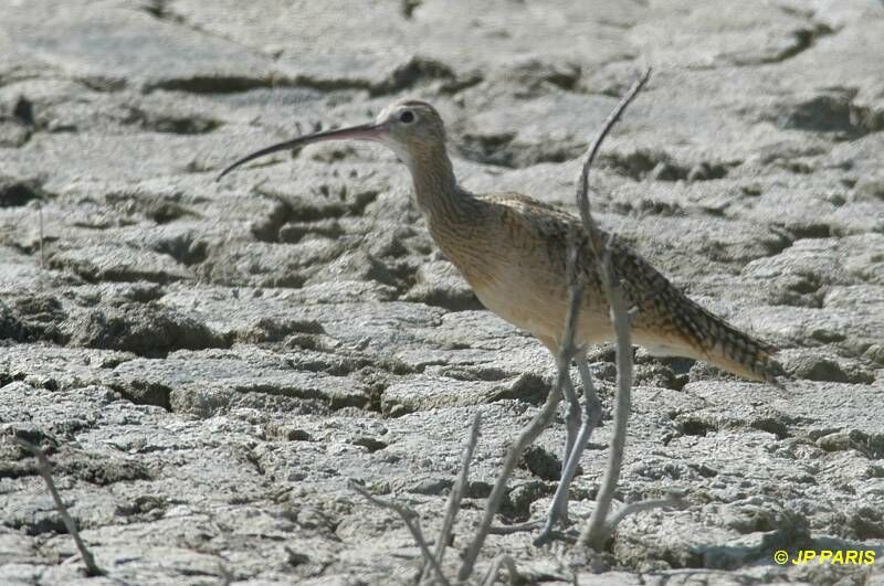 Long-billed Curlew