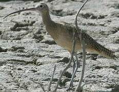 Long-billed Curlew